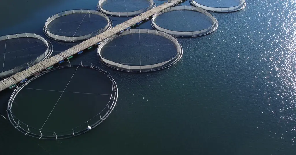 acquacoltura sostenibile